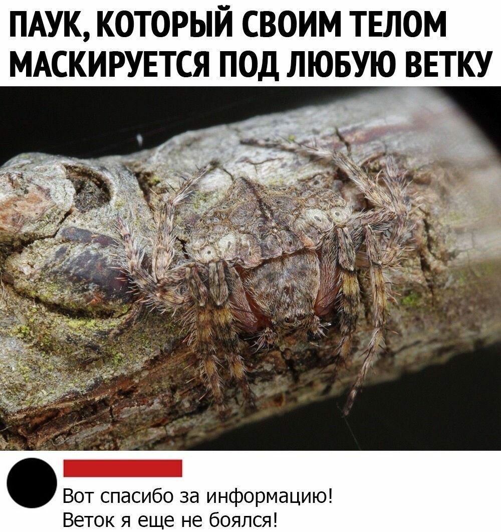 ПАУК КОТОРЫЙ СВОИМ ТЕЛОМ МАСКИРУЕТСЯ ПОД ЛЮБУЮ ВЕТКУ Вот спасибо за информацию Веток я еще не боялся