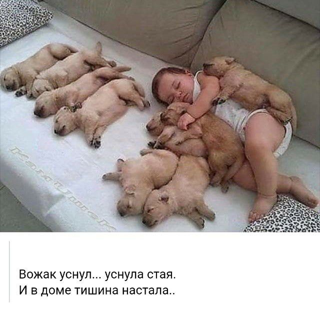 Вожак уснул уснула стая И в доме тишина настала