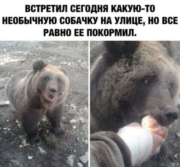 ВСТРЕТИЛ сегодня кдкую то НЕОБЫЧНУЮ СОБАЧКУ НА УЛИЦЕ но ВСЕ РАВНО ЕЕ П0К0РМИЛ ЧР