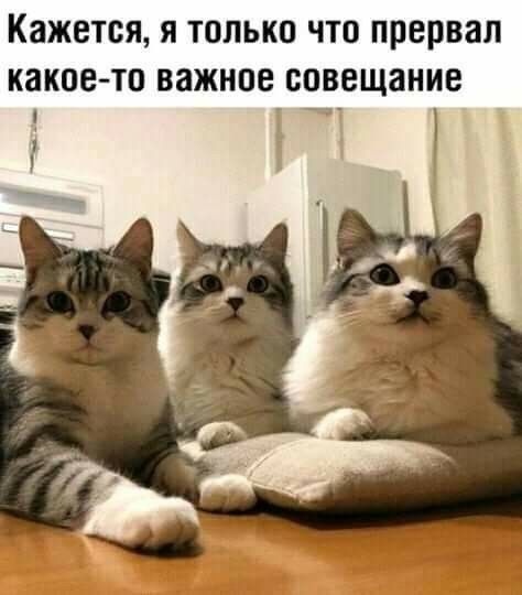 Кажется я только что прервал какоето важное совещание Ё