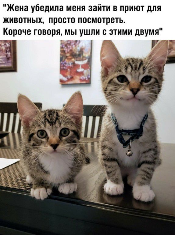 Жена убедила меня зайти в приют для животных просто посмотреть Короче говоря мы ушли с этими двумя