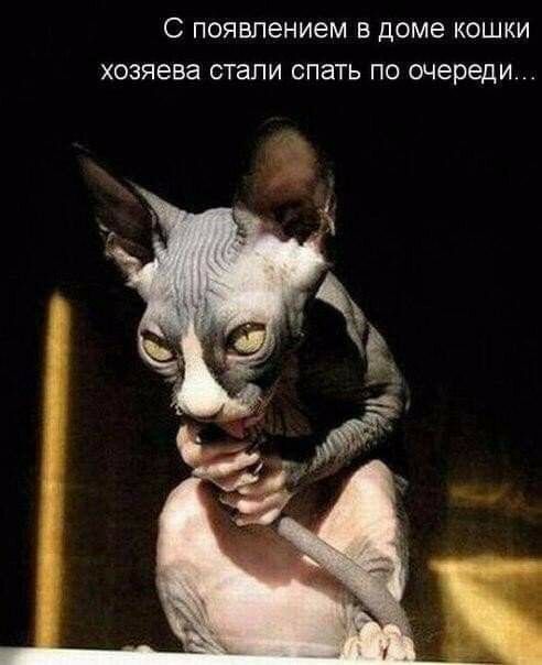 С ПОЯВЛеНИЕМ В доме КОШКИ хозяева СТЗПИ СПЗТЬ ПО очереди