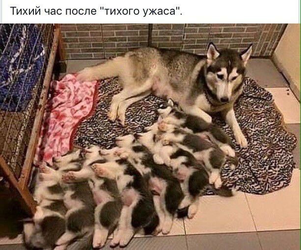 Тихий час после тихого ужаса