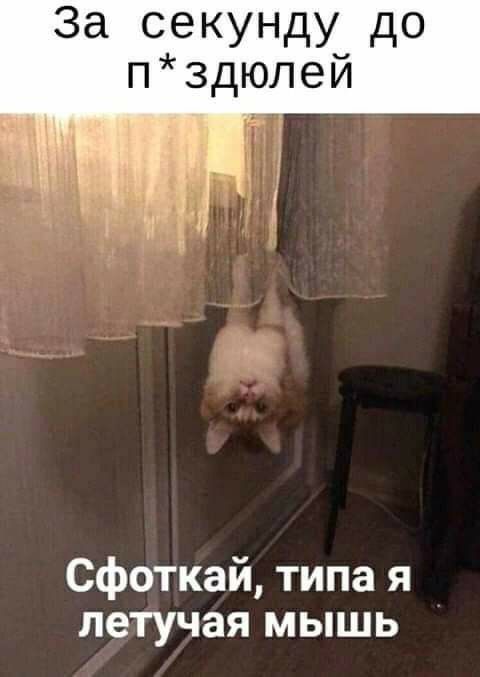 За секунду до п3дюлей Сфоткайтипая летучая мышь