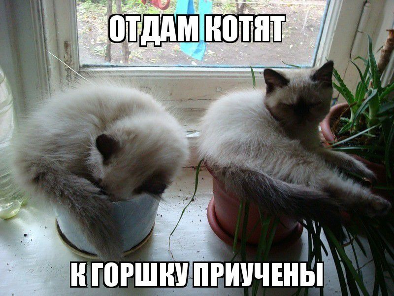 _ НШШШР ПЕШЧЕНЬ