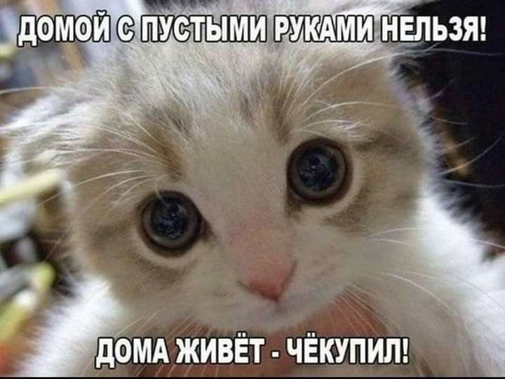 чип чт домой 1 Ч