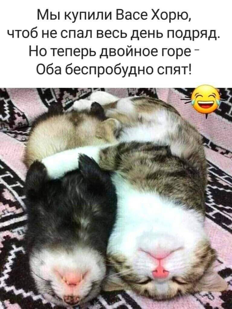 Мы купили Васе Хорю чтоб не спал весь день подряд Но теперь двойное горе Оба беспробудно спят