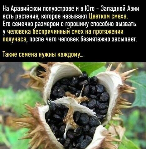 На Аравийском полуострове и Юго Западной Азии ешь растение которое называш Цветком смеха Его семечко размером с горопииу способно вызвать учеповека беспричинный смех на протяжении получаса после чего человек безмтежио засыпает Такие семена НУЖНЫ каждому