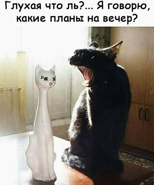 Глухая что ль Я говорю какие планы на вечер