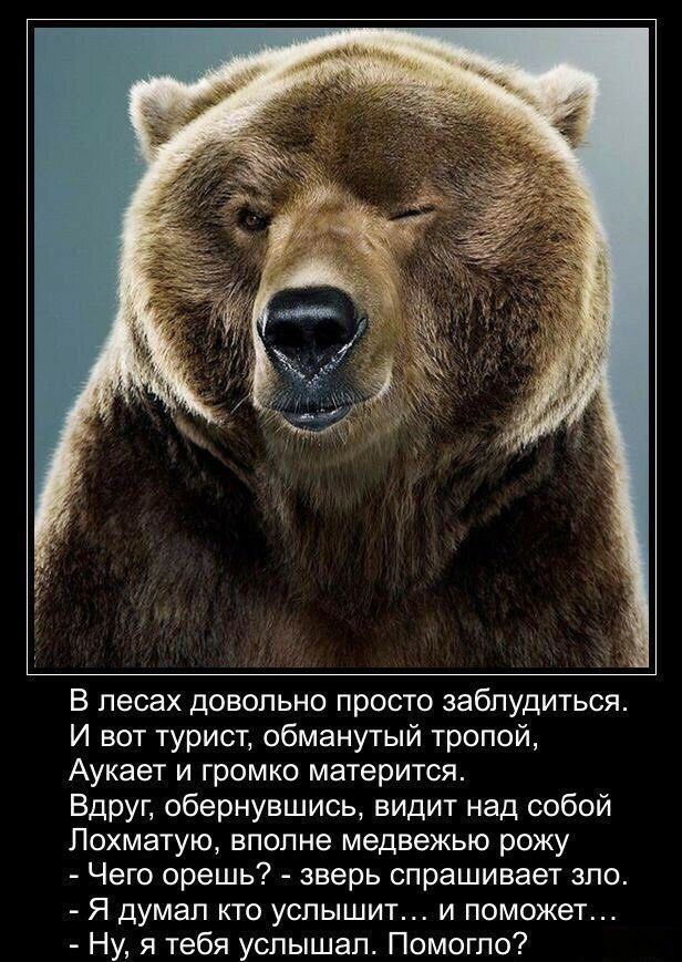 В лесах довольно просто заблудиться И вот турист обманутый тропой Аукает и громко матерится Вдруг обернувшись видит над собой Похматую вполне медвежью рожу Чего орешь зверь спрашивает зпо Я думал кто услышит и поможет Ну я тебя услышал Помогло