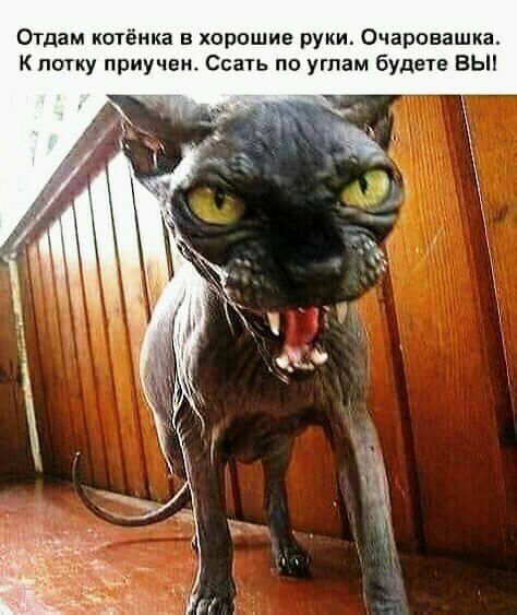 Отдам котёнка в хорошие руки Очаровашка К потку приучен Ссать по углам будете ВЫ