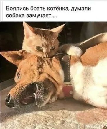 Бояпись брать котёнка думали собака замучает