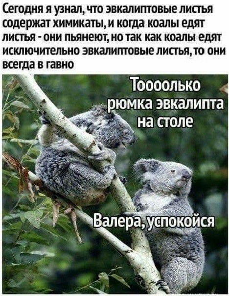 ЕГОДНЯ Я узнал ЧТО ЭВКЗЛИПТОВЫЕ ЛИПЪЯ содержат ХИМИКЗТЫМ когда КОЗЛЫ ЕДЯТ ЛИПЪЯ ОНИ ПЬЯНЕЮТ но так КдК КОЗЛЫ едят ИСКЛЮЧИТЕЛЬНО ЭВКЗЛИПТОВЫЕ листьядо ОНИ всегда В гавно Тоооолько рюмка эвкалипта _на столе