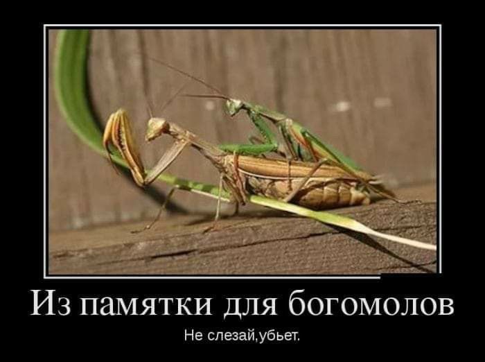 Из памятки для богомолов Не слезайубьет