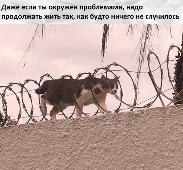 даже если ты окружен проблемами надо продолжать жить так как будто ничего не случилось