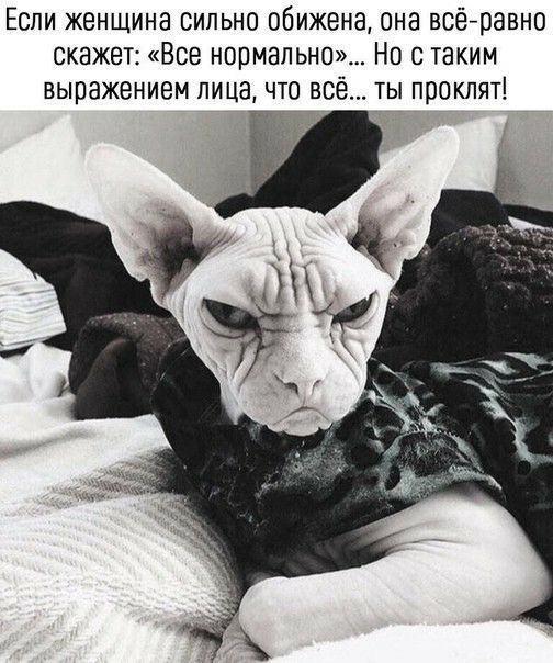 Если женщина сильно обижена она всёравно скажет Все нормально Но с таким выражением лица что всё ты проклят