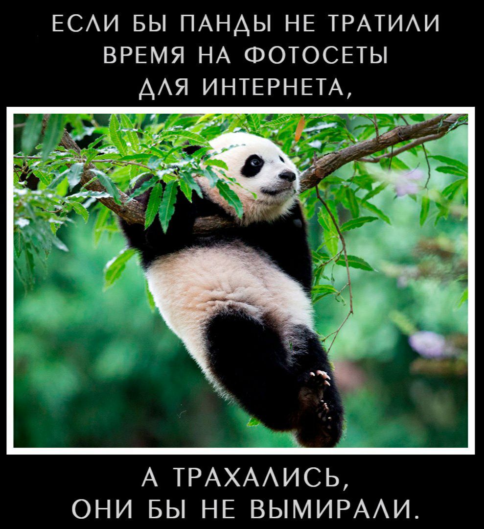 ЕСАИ БЫ ПАНАЫ НЕ ТРАТИАИ ВРЕМЯ НА ФОТОСЕТЫ ААЯ ИНТЕРНЕТА А ТРАХААИСЬ ОНИ БЫ НЕ ВЫМИРААИ
