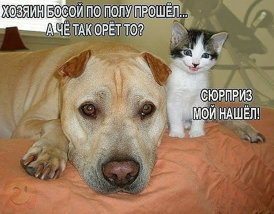 ХФЗЯ ИН