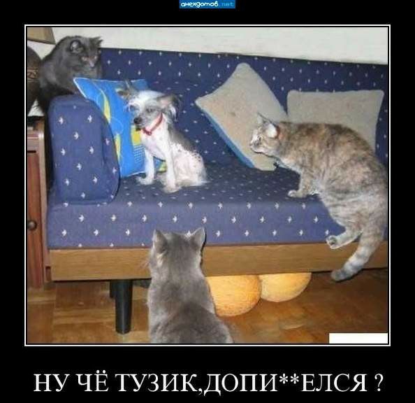НУ ЧЁ ТУЗИКДОПИЕЛСЯ
