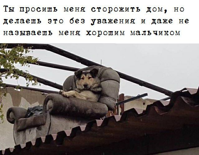Ты просишь меня сторожить дом но делаешь это без уважения и даже не называешь меня хорошим мальчиком