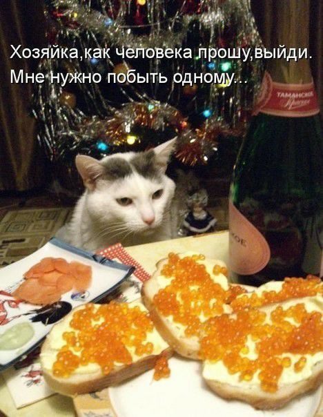 Хозяйка крк Чегторека лрошудыйди МНЗТУЖНО побыть одному