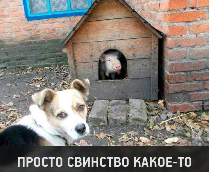 ПРОСТО СВИНСТВО НАНОЕ ТО