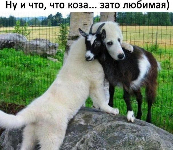 Ну и что что коза зато любимая
