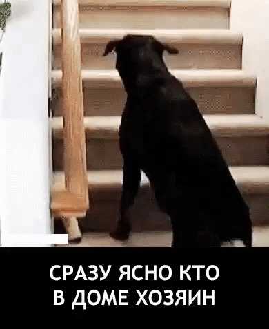А А _ СРАЗУ ЯСНО КТО В ДОМЕ ХОЗЯИН