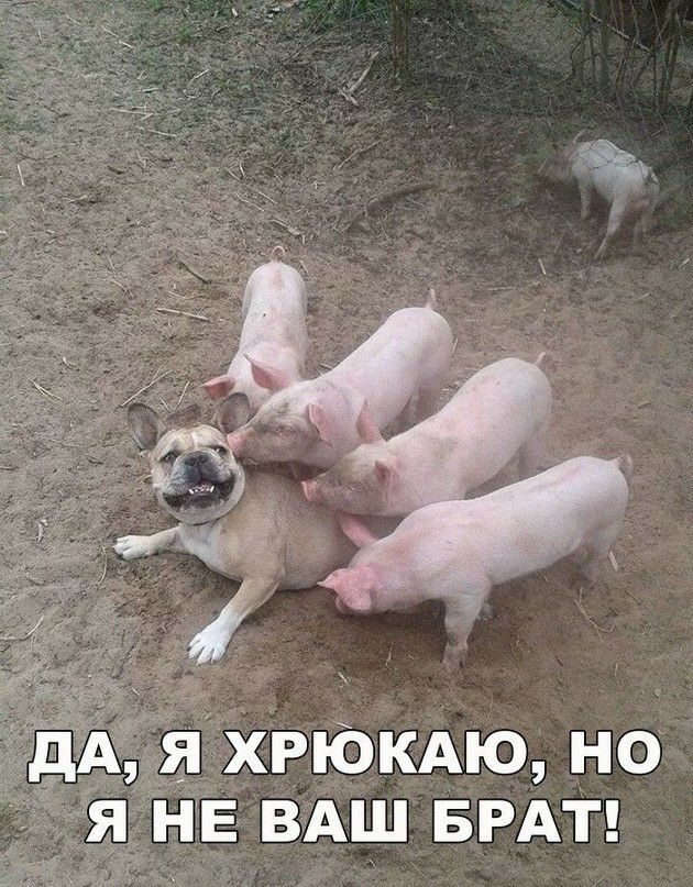 хрюкаю, но че ваш брат!