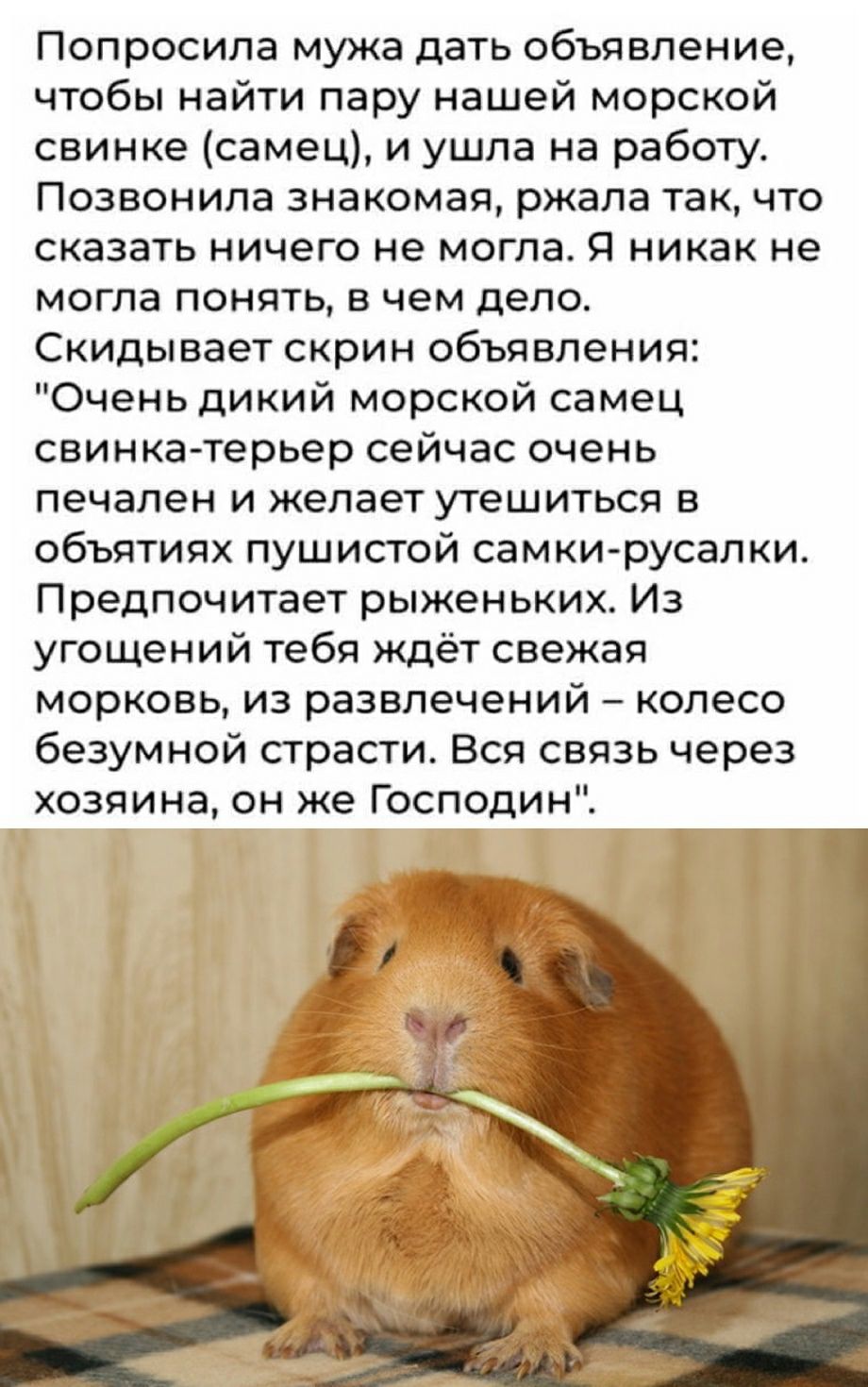 Попросила мужа дать объявление чтобы найти пару нашей морской свинке самец и ушла на работу Позвонила знакомая ржала так что сказать ничего не могла Я никак не могла понять в чем дело Скидывает скрин объявления Очень дикий морской самец свинка терьер сейчас очень печален и желает утешиться в объятиях пушистой самкирусалки Предпочитает рыженьких Из угощений тебя ждёт свежая морковь из развлечений к