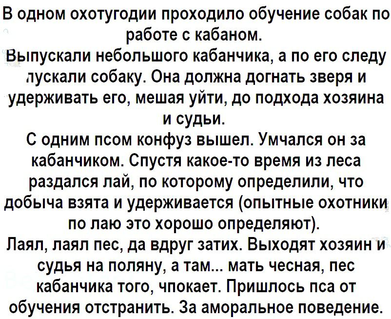 В одном охотугодии проходило обучение собак по работе с кабаном Выпускали небольшого кабанчика а по его следу пускали собаку Она должна догнать зверя и удерживать его мешая уйти до подхода хозяина и судьи С одним псом конфуз вышел Умчался он за кабанчиком Спустя какое то время из леса раздался лай по которому определили что добыча взята и удерживается опытные охотники по лаю это хорошо определяют 