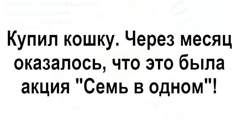 Купил кошку Через месяц оказалось что это была акция Семь в одном