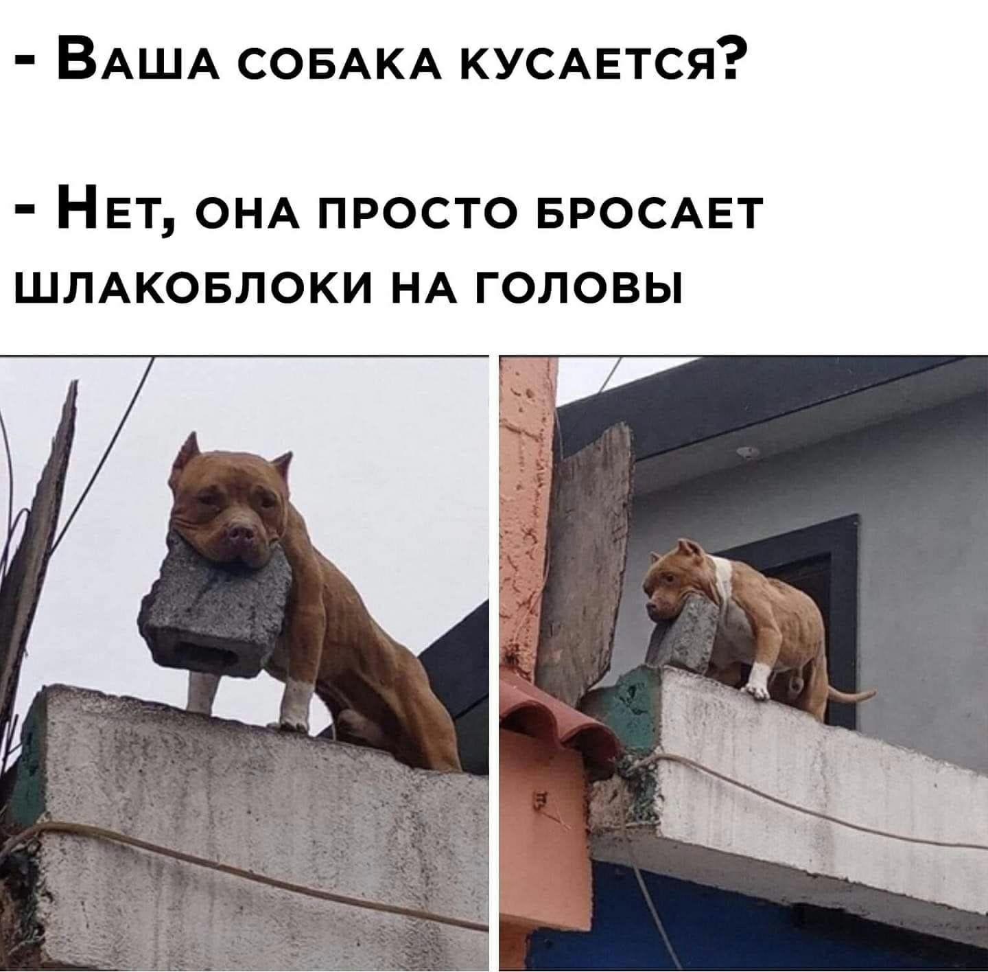 ВАША СОБАКА КУСАЕТСЯ НЕТ ОНА просто БРОСАЕТ ШЛАКОБЛОКИ НА головы