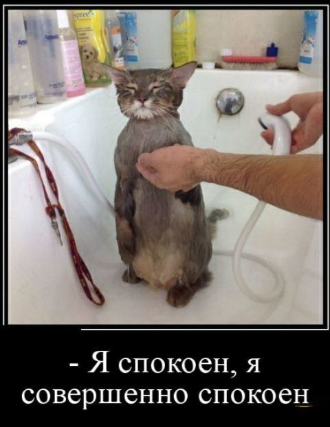 Я спокоен я совершенно спокоен