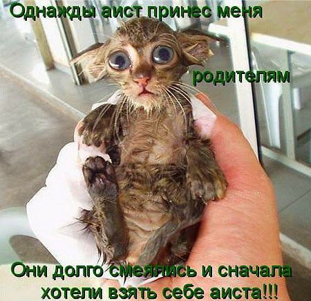 хотели взять себе сист
