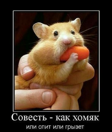 Совесть как хомяк ИПИ СПИТ ИЛИ грызет
