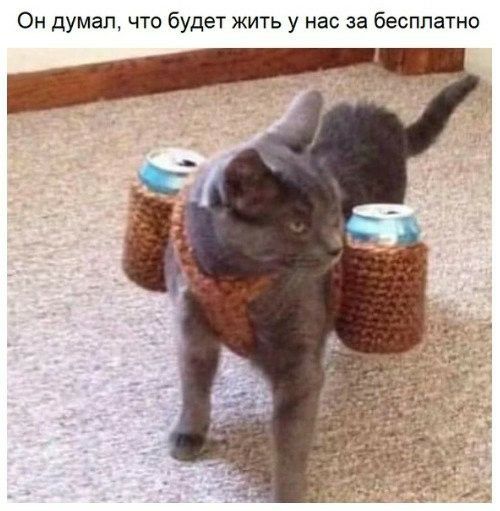 Он думал что будет жить у нас за бесплатно