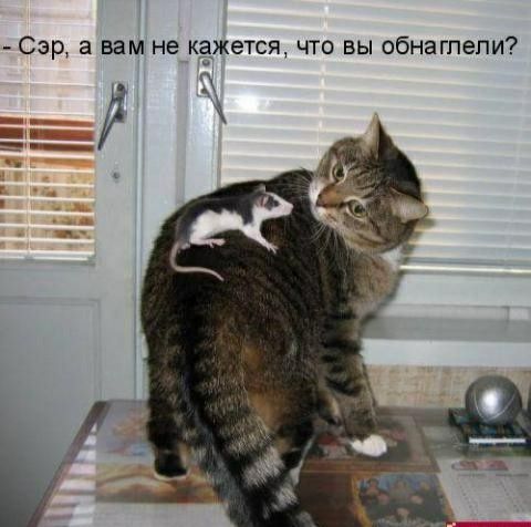 Сэр а вам не кажется что вы обнагпепи