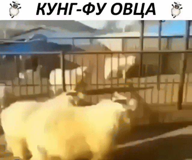 Кунгфу овца