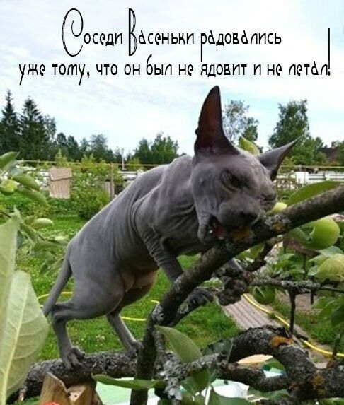 оседп Васеньнп гадоваппсь уже тому что он Был не ядовит п не потм
