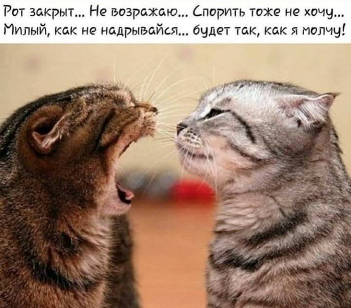 Рот закрыт Не возражаю Споритъ тоже не хочу Милый как не надрывайсг будет так как я молчу