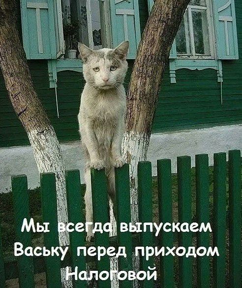 ' пускаем ваську пере, рриходом налоговой
