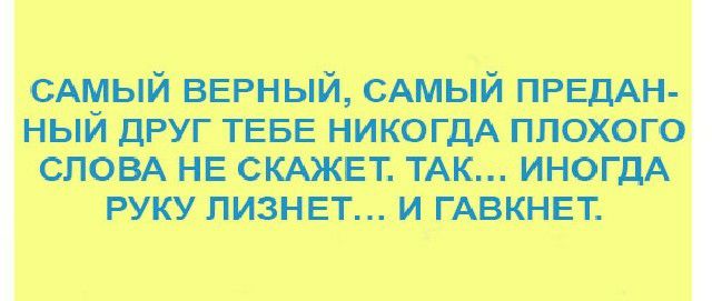 сщый верный сдмый ПРЕДМ ныи друг тава никогдд плохого СЛОВА на сюжет ТАК ино пишет и ГАВКНЕТ