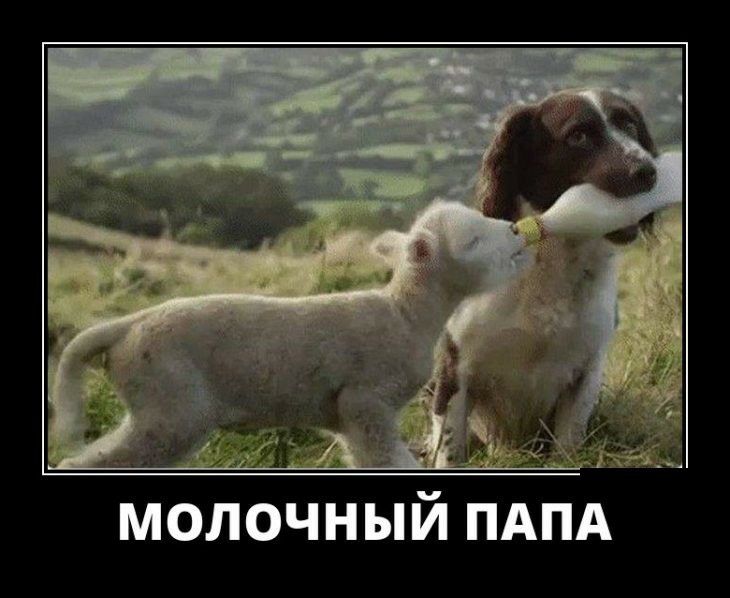 МОЛОЧНЫЙ ПАПА