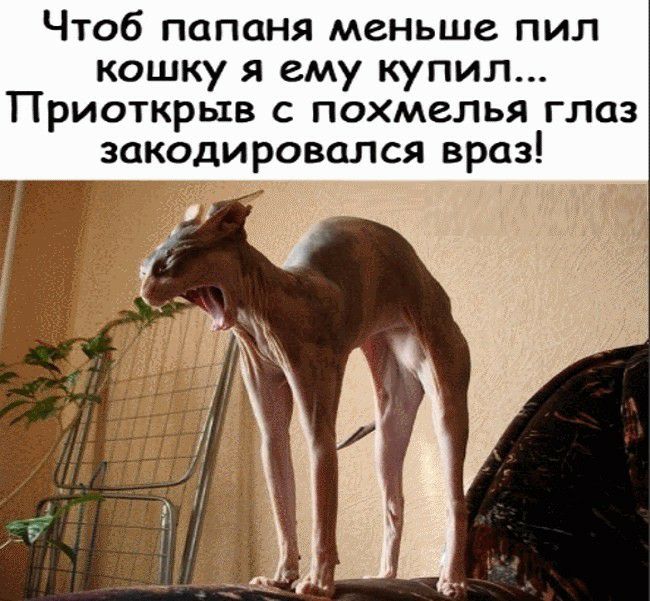 Чтоб папаня меньше пил кошку я ему купил Приоткрыв с похмелья глаз закодировался враз