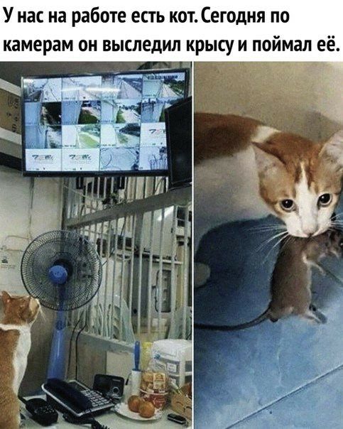 У нас на работе есть кот Сегодня по камерам он выследил крысу и поймал её