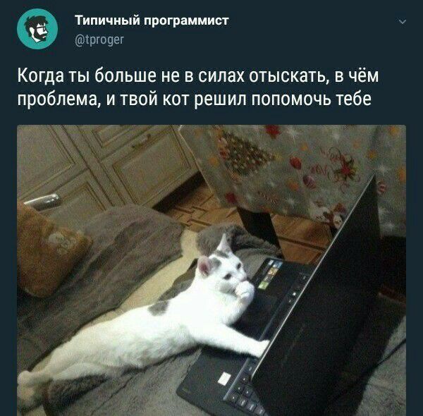 Типичный программист рг09е1 Когда ты больше не в силах отыскать в чём проблема и твой кот решил попомочь тебе