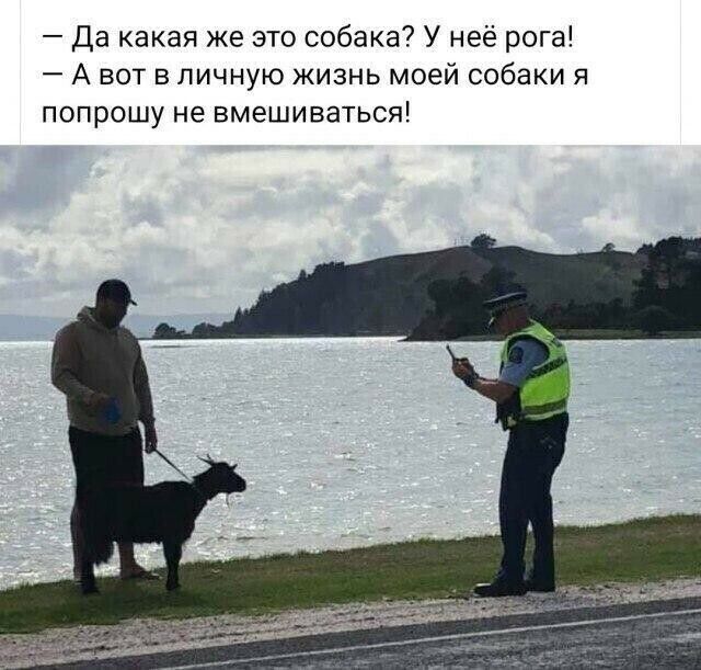 Да какая же это собака У неё рога А вот в личную жизнь моей собаки я попрошу не вмешиваться