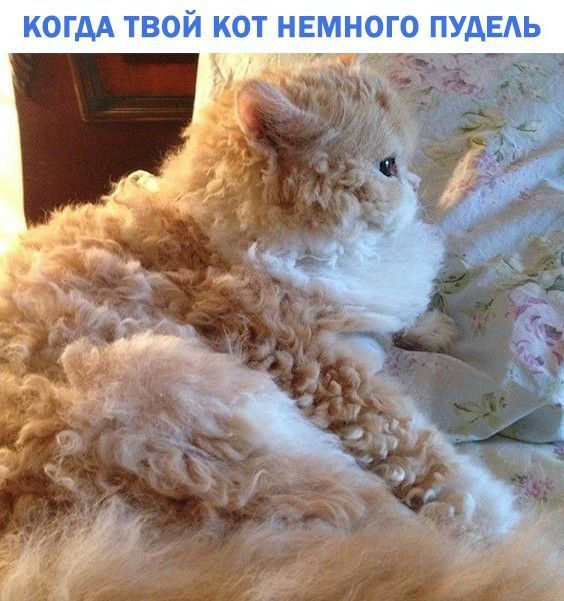 КОГДА ТВОЙ КОТ НЕМНОГО ПУДЫЬ