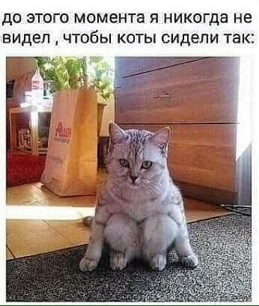 до ЭТОГО момента Я НИКОГДЭ не видел ЧТОБЫ КОТЫ СИДЕПИ ТЭК